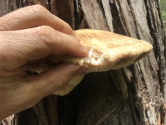 Laetiporus portentosus