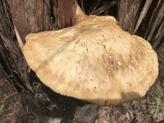 Laetiporus portentosus