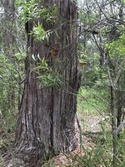 Laetiporus portentosus