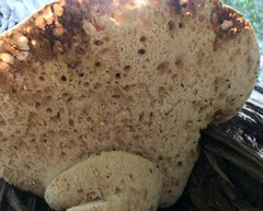 Laetiporus portentosus