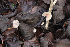 Mycena rosella