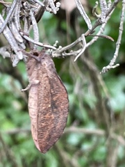 Elhamma australasiae