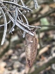 Elhamma australasiae