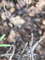 Elhamma australasiae