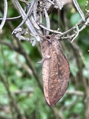 Elhamma australasiae