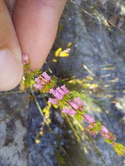Erica intervallaris