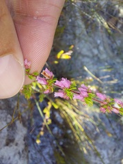 Erica intervallaris