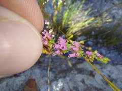 Erica intervallaris