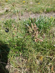 Eleusine tristachya