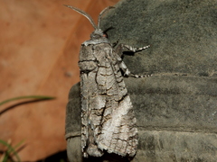 Culama australis