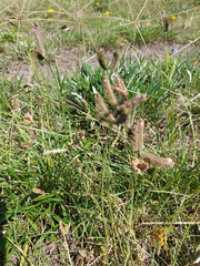Eleusine tristachya