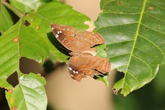 Junonia natalica natalica