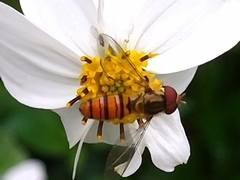 Episyrphus balteatus