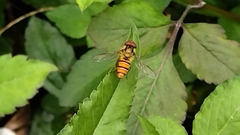 Episyrphus balteatus