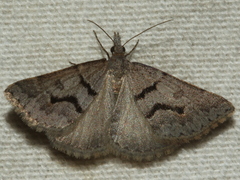 Dichromodes mesogonia