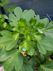 Pseudopanax crassifolius × lessonii