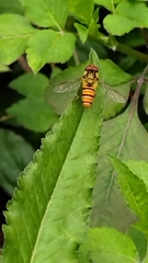Episyrphus balteatus