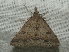 Dichromodes mesogonia