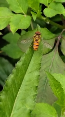 Episyrphus balteatus