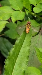 Episyrphus balteatus