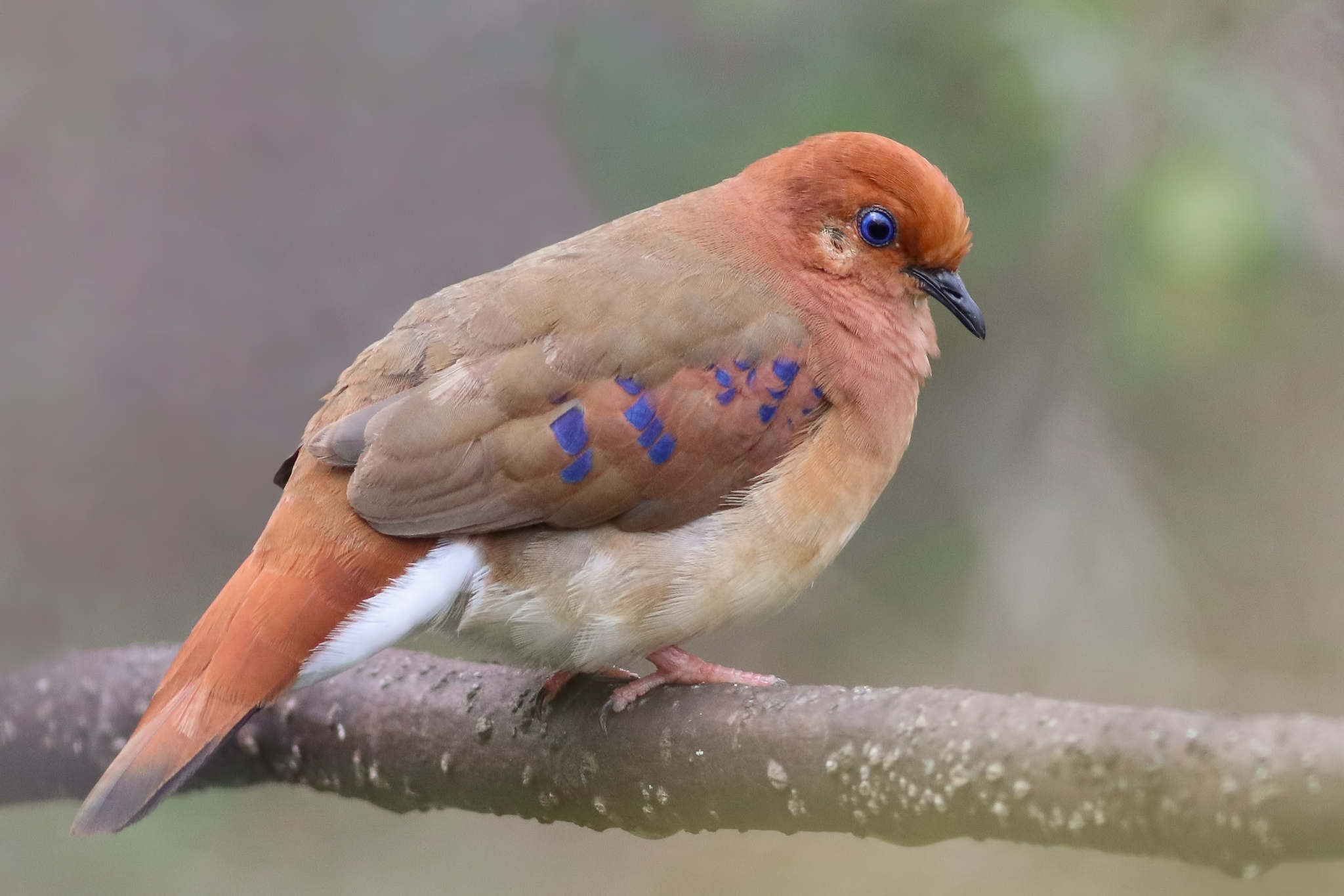 Blue-eyed Ground Dove illustration