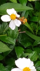 Episyrphus balteatus