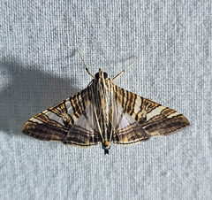 Glyphodes stolalis