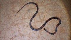 Oxyrhopus guibei