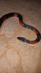 Oxyrhopus guibei