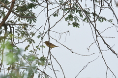 Acrocephalus dumetorum