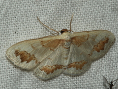 Dithalama cosmospila