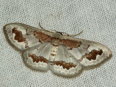 Dithalama cosmospila