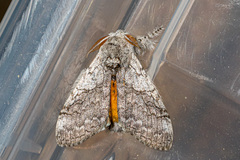 Calliteara grotei