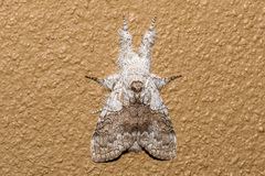 Calliteara grotei