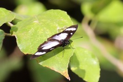 Hypolimnas anthedon wahlbergi