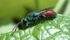 Chrysis ignita
