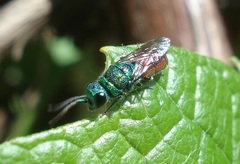 Chrysis ignita