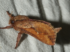 Elhamma australasiae