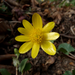 Ficaria verna calthifolia