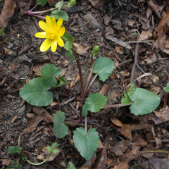 Ficaria verna calthifolia