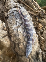 Oedura castelnaui