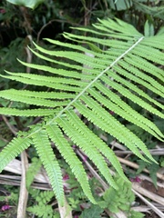 Sphaerostephanos taiwanensis