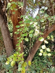 Ziziphus mauritiana