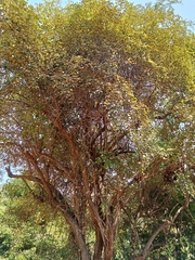 Ziziphus mauritiana