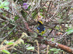 Anisognathus somptuosus