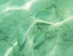 Monodactylus argenteus