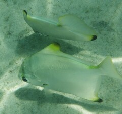 Monodactylus argenteus