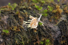 Akanthomyces aculeatus