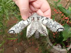 Strigocossus moderata
