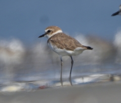 Charadrius alexandrinus